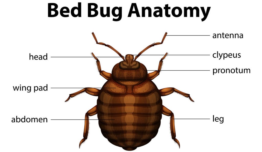 Hotel bedroom interior relevant to bed bug litigation cases